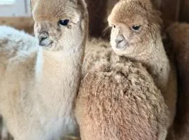 APARTAMENTY Adamcykówka blisko stoku Czorsztyn-Ski! Jacuzzi i Sauna w cenie!