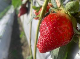 Viesnīca Qilixiang Homestay pilsētā Shitan