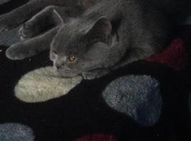 cont inchis, chalet de monta&ntilde;a en Ciocanu