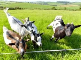 Bêêêêl campagne - Immersion authentique avec les chèvres