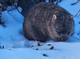 Cradle Alpine Retreat、Moinaのホテル