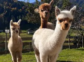 Alpakahof Strieder