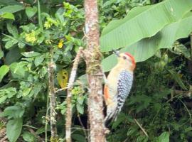 ecopolis birds lodge, Hotel in El Queremal