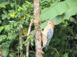 ecopolis birds lodge