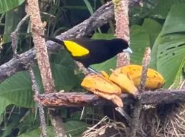 balcon birds ecopolis