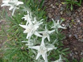 Apartment Alpen-Paradies Edelweiss Urnäsch by Interhome、Urnäschのホテル