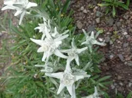 Apartment Alpen-Paradies Edelweiss Urnäsch by Interhome