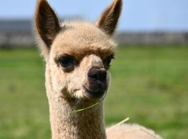 Alpaca World Friesland, hotel din Workum