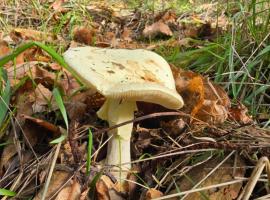 Bayo - terra essentia, hotel en Alge