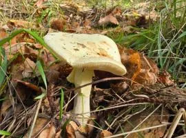 Bayo - terra essentia