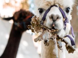 Ferienwohnung Sternenzelt Alpakas - Natur & Tiere hautnah erleben, hotell i Borken