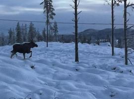 Urlaub im Elchland, Hotel in Letafors