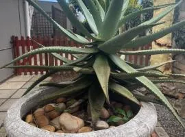 The Aloe