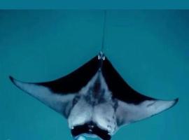 Oceanvine, hotel a Mahibadhoo