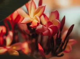 Bunkin Pool Apartments GOA