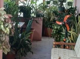 PeachBloom Terrace Inn Homestay