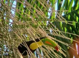 Plaza Tucanito - jungle up your life
