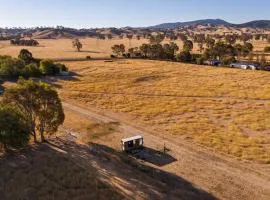 Billy Button by Tiny Away