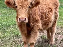 The Burrows Off Grid Cabin, Unplug, Relax & Unwind