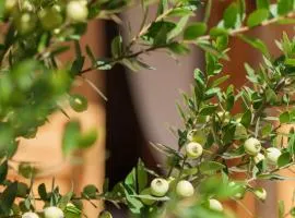 Elinn Traditional Suites - Myrtia