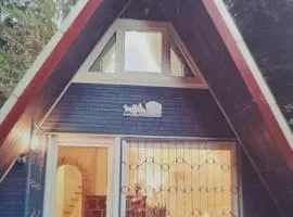 Abenteuerurlaub im Tannenwald