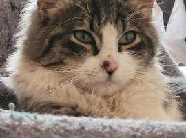 Maska House Pisac, hotel a Pisac