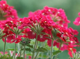 Rockville House B&B, hotel i Cashel