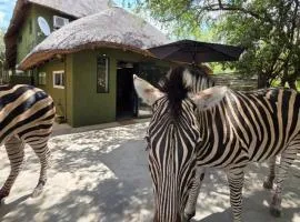 Little Orvyll's Studio- Near Kruger National Park, you can add up to six guests at our Larger Property Croc Orvyll's Kruger Lodge and all stay in one location