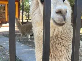 Molina, cerca de 7 Tazas, campo con animales