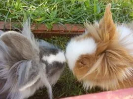 Castle Wellness Resort & Spa