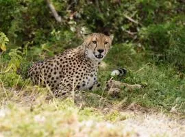 KOIYAK SAFARIS KENYa