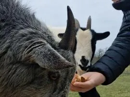 Bêêêêl campagne - Immersion authentique avec les chèvres