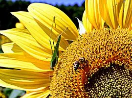 Ferienwohnung Osterfeld