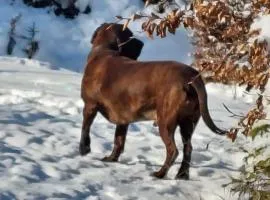 Tirolee Marchegg - Modern living, Dog Friendly and near Dragon Park, Wildschönau PremiumCard included