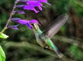 El colibrí