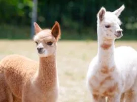 Ferienwohnung Alpakahof