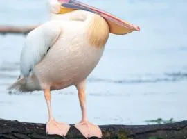 Casa Pelicanul Durduliu