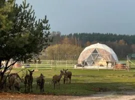 Ranczo Targówka - zwięrzeta, glamping, domki