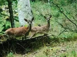 Les Nids Pyrénéens