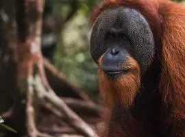 Ethical Trekking Sumatra-Book your trekking activity with us- the price includes pick-up and drop-off from the airport- meals- and accommodation