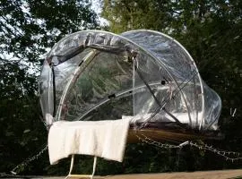 Tiny bubble Tree Tent in private woodland