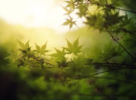 Panorama Hotel Oberwiesenthal: Kurort Oberwiesenthal şehrinde bir otel