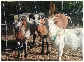 Malinowy Gaj - Agroturystyka z alpakami i innymi zwierzętami