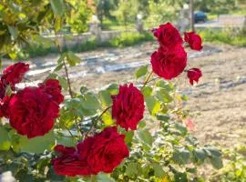 Kipseli Olive Grove House by elite