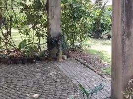 Garden Canopy in the Heart of the City