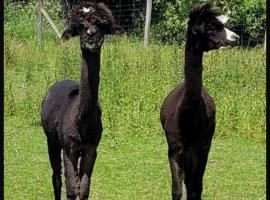 Landhaus Pfahlershof, hotel sa Karolinenkoog