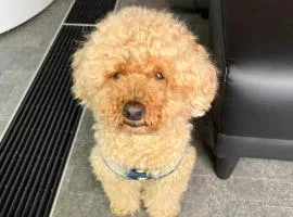 Free Sauna and Jacuzzi Sesekushi Umi terrace 小型犬2匹までOK #BU1