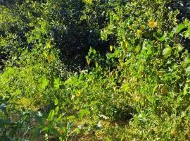 King city California