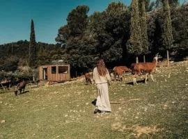 Barroux - Parcel Tiny House - Tiny House au pied du Mont Ventoux entourée par les lamas MAE-5223