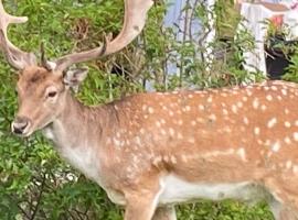 Idyllic Archipelago cottage with a sweeping sea view, hotel 